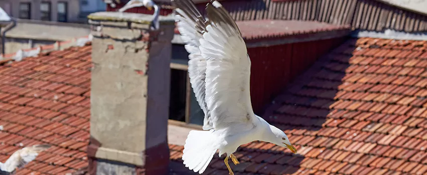 Residential Chimney Animal Removal Solution in Port Charlotte, FL