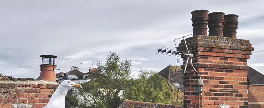Chimney Cleaning And Restoration in Port Charlotte, Florida